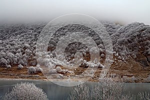 Frost-covered trees, bushes, grasses with coming frost photo