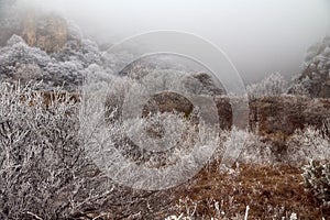 Frost-covered trees, bushes, grasses with coming frost photo