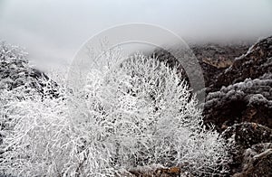 Frost-covered trees, bushes, grasses with coming frost photo