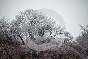Frost-covered trees, bushes, grasses with coming frost photo
