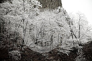 Frost-covered trees, bushes, grasses with coming frost photo