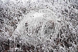 Frost-covered trees, bushes, grasses with coming frost photo