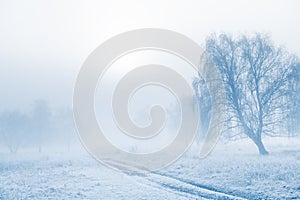 Frost-covered trees and grass in winter forest at foggy sunrise