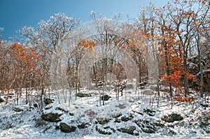 Frost covered trees on mountain slope in fresh snow