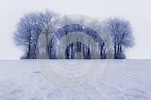 Frost Covered Trees in Winter