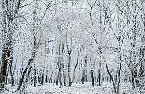 frost covered trees in winter