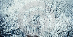 frost covered trees in winter