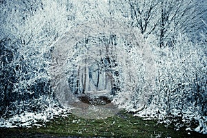 frost covered trees in winter