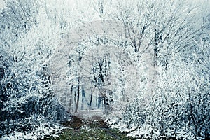 frost covered trees in winter