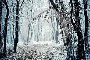 frost covered trees in winter