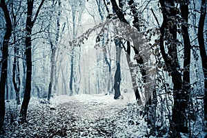 frost covered trees in winter