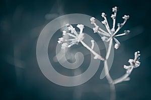 Frost-covered trees in winter forest. Macro image