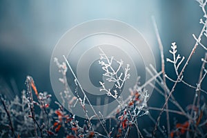 Frost-covered trees in winter forest. Macro image