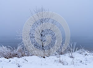 Frost-covered trees, winter landscape, Norway