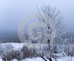 Frost-covered trees, winter landscape, Norway