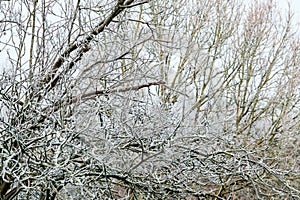 Frost Covered Trees On Winters Morning