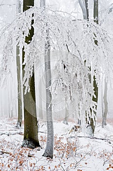 Frost covered treetrunk in the forest photo