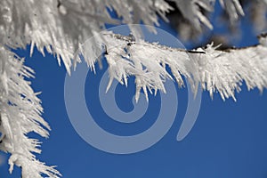 Frost covered twigs