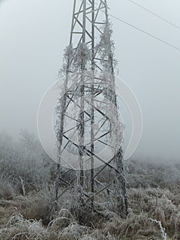 Frost-covered vine climbing a lone electric pole