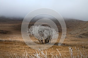A frost-covered wild apple tree in the foothills