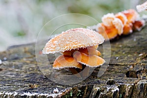 Frost covered wild mushrooms