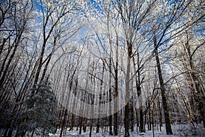 Frost covered Wisconsin forest with a blue sky in January
