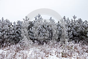 Frost covered Wisconsin pine trees in January