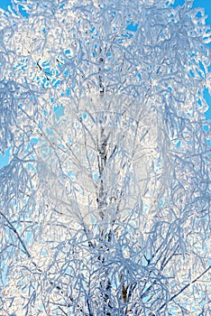 Frost covering bare tree branches