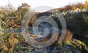 Frost covering grass and weeds in the Carlls River on a November morning