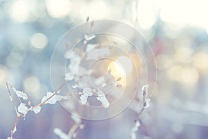 Frost crystals on a tree branch in the morning winter forest.