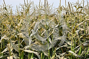 Frost damage on sweet corn in early autumn.