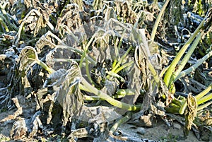 Frost Damaged Courgette Plant.