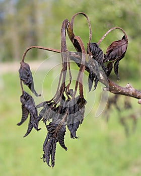 Frost Damaged Leaves