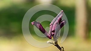 Frost damaged Magnolia Susan Magnolia liliiflora x Magnolia stellata pink flower.