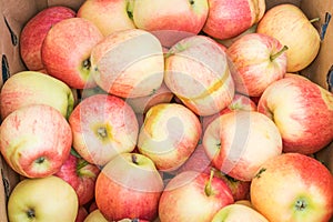Frost damaged organic gala apples