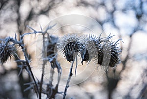 Frost on Dead seed heads