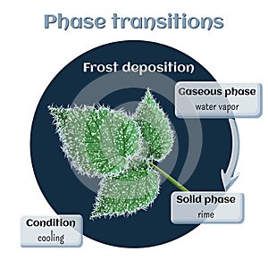 Frost deposition - soft rime on raspberry leaves. Phase transition from gaseous to solid state.