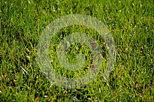 Frost and dew covered green grass in early autumn morning