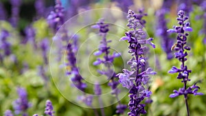 Frost dew on lavenders field