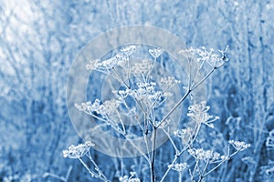 Frost-dried plants in winter on a blurred background, winter view