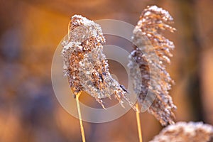 Frost-Dusted Reed Plumes in Winter Light