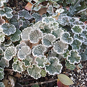 Frost edged creeping raspberry plant photo