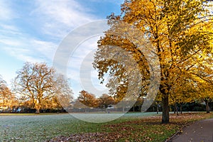 Frost in english park in winter