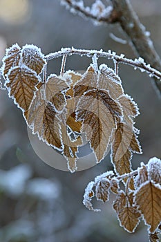 Frost on fall leaves