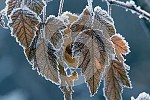 Frost on fall leaves