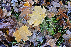 Frost Fallen Autumn Leaves