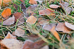 Frost on fallen leaves in late autumn or early winter, frost on grass at first frost - cold season concept