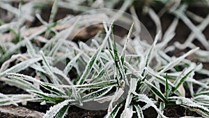 Frost falling on green wheat seedlings, winter farmland