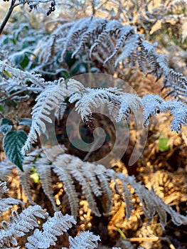 Frost on fern leaves