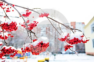 frost. first snow on bunches of red ash